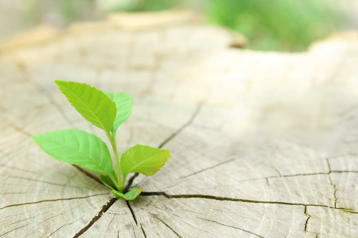 Plant Growing through Trunk of Tree